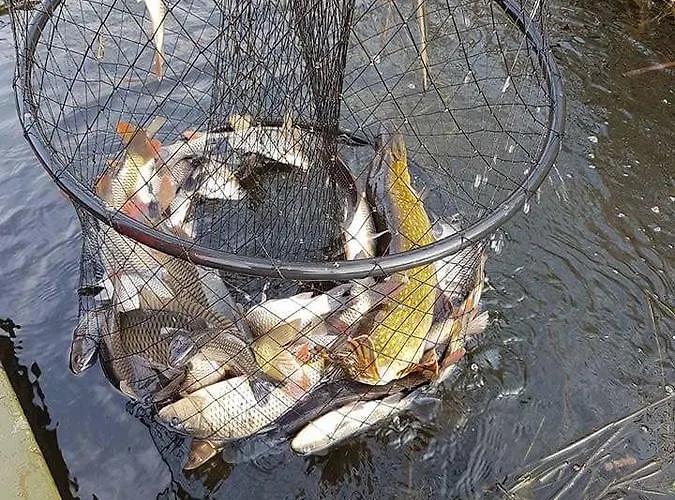 אתר נופש Complexul Turistic Class *